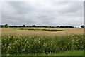 Gap in a field of barley