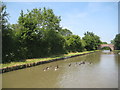 Ashby Canal: Reach near Higham on the Hill