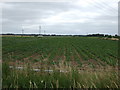 Potato field, Broadacres