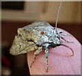 Grey Dagger (Acronicta psi) - head and proboscis