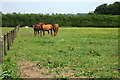 Paddock by the footpath