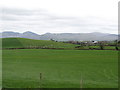 A dairy herd on a drumlin