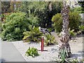 Raven in the Arid Garden, Ventnor Botanic Garden