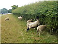 SK9306 : Shorn sheep sharing a hedge at Rutland Water by Richard Humphrey