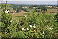 Hedge bindweed or Bellbind in July