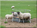 SP2743 : Sheep at the Clumps                   by Nigel Mykura