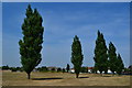 Line of trees on recreation ground at Slade Green