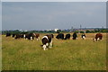 Cows at Foxdenton