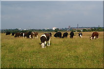 SD8904 : Cows at Foxdenton by Bill Boaden