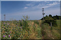 Footpath by the field boundary