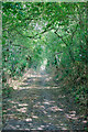 Byway through the trees