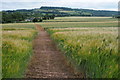 Footpath through a field of barley