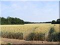 TM3085 : Fields & Woodland off Park Road by Geographer