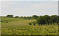 Shelter belts and pasture