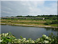 Roxburghshire Landscape : Fishing The Tweed at Kelso