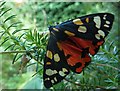 Scarlet Tiger Moth (Callimorpha dominula)