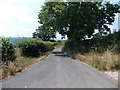 Tree overhangs the lane to Llanstephan Church