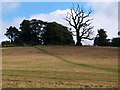 Dead tree, East Haddon