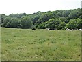 Cattle, Netherlaw