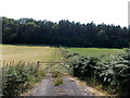 Hedgeside track to Pant y Coed wood near Erwood