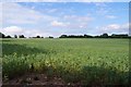 Field of broad beans