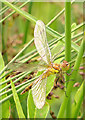 Common Darter dragonfly at Three Sisters Nature Reserve