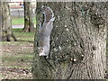 NS5762 : Grey squirrel, Queen's Park by Barbara Carr