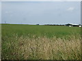 Farmland off Redmile Lane