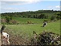 Grazing land north of Fort Road