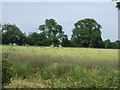 Farmland near Bottesford