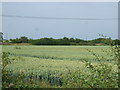 Crop field off the A52