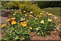 Tiverton : Heathcoat Community Centre Garden