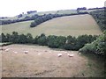 Grazing sheep, near Winsford