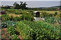 Tiverton : Tomswell Allotments