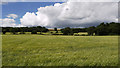 Barley field near Cornsay Colliery