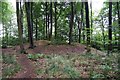 SU5237 : Tumulus in Micheldever Forest by Mr Ignavy