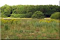 Looking over a field towards Rockley Copse