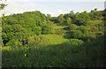 Blindwell Wood