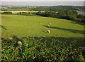 Sheep near Halton Barton