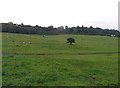 Fields at Farm Town