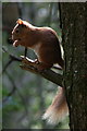 Red Squirrel (Sciurus vulgaris), Landmark Centre, Carrbridge