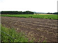 SJ5577 : Partially harvested potato crop by Maggie Cox