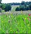 Grass and buttercups, Wadhurst Castle