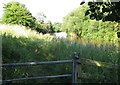 Quiet backwater on the River Weaver