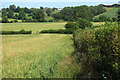 SP8021 : Hedgerow by an oat field by Philip Jeffrey