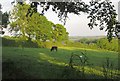 Cattle pasture near Todsworthy