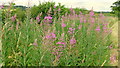 SP0474 : Willowherb by the Radford Road by Jonathan Billinger