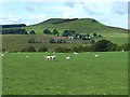 Sheep near Stockbridgehill Farm