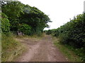 Bridle way and track into Orielton Wood