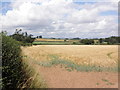 ST2019 : Field of golden barley, near Howleigh by Roger Cornfoot